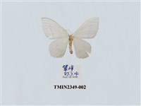 藏品(淺灰明鉤蛾)的圖片